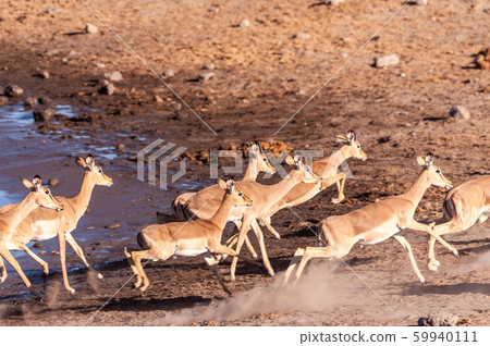 Restless Impalas near a waterhole 59940111
