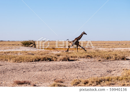 Galloping Giraffe in Namibia Galloping Giraffe in Namibia 59940136
