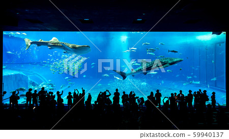 Okinawa Churaumi Aquarium Kuroshio Sea Okinawa Churaumi Aquarium Kuroshio Sea 59940137