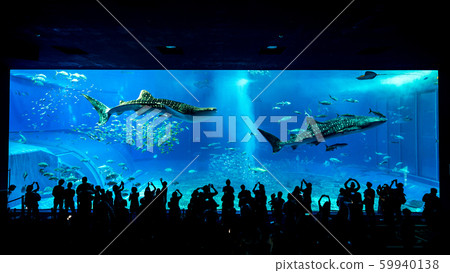 沖繩美麗海水族館黑潮 沖繩美麗海水族館黑潮 59940138