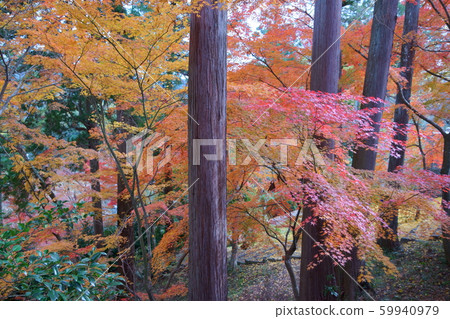 昭和寺/秋葉3 59940979