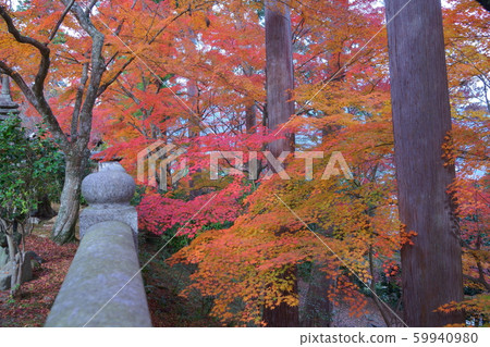 昭和寺/秋葉4 59940980