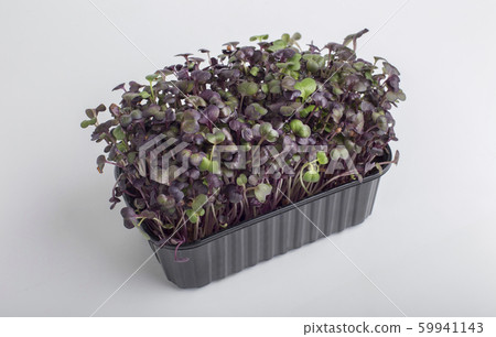 Red microgreens inside black plastic box isolated on white Red microgreens inside black plastic box isolated on white 59941143