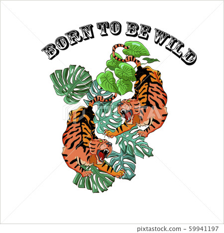 Two angry tigers in the jungle  59941197