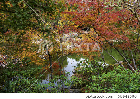 Autumn leaves 59942596