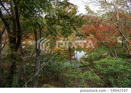 秋天的樹葉 秋天的樹葉 59942597