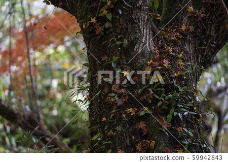 Autumn leaves Autumn leaves 59942843