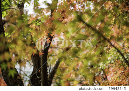 Autumn leaves Autumn leaves 59942845