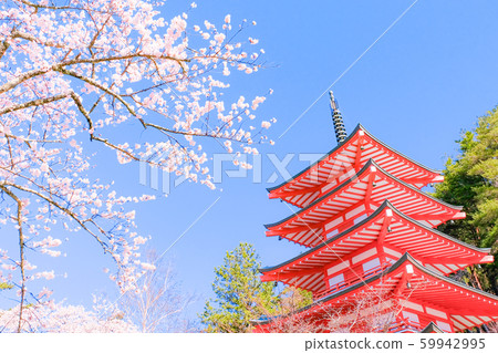 Scenery of Niikurayama Asama Park (Spring): Chureito Pagoda Scenery of Niikurayama Asama Park (Spring): Chureito Pagoda 59942995