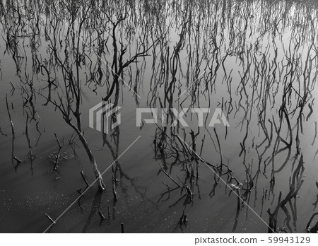 Abstract dead wood over water Abstract dead wood over water 59943129