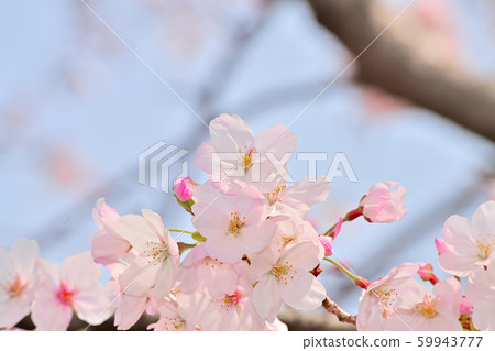 Spring flower cherry tree Spring flower cherry tree 59943777