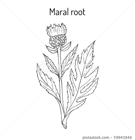 Maral root rhaponticum carthamoides , medicinal plant 59943848