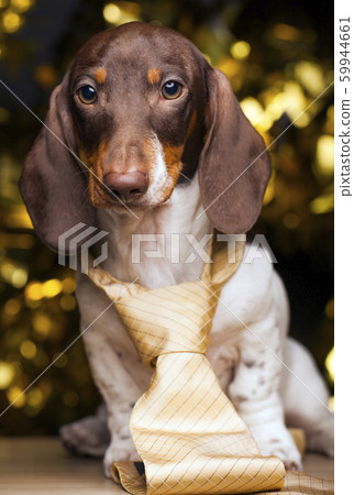 dog portrait tie gold bokeh dog portrait tie gold bokeh 59944661