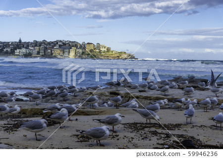 Seagulls on the beach, Bondi Beach Australia Seagulls on the beach, Bondi Beach Australia 59946236
