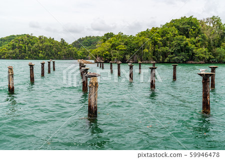 Dominican republic frigates and pelicans nest Dominican republic frigates and pelicans nest 59946478