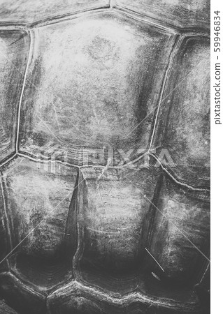 Aldabra Giant Tortoise Texture Aldabra Giant Tortoise Texture 59946834