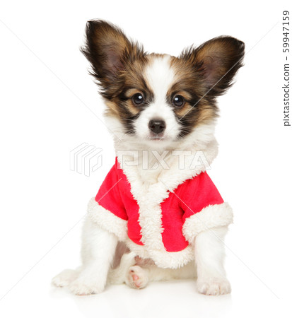 Continental Toy Spaniel puppy in Christmas clothes 59947159