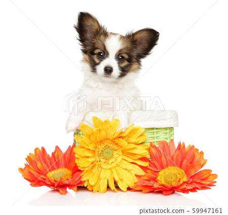 Papillon dog puppy in wicker basket with bright Papillon dog puppy in wicker basket with bright 59947161