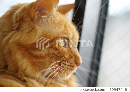 Tea tiger Tea tiger 59947446