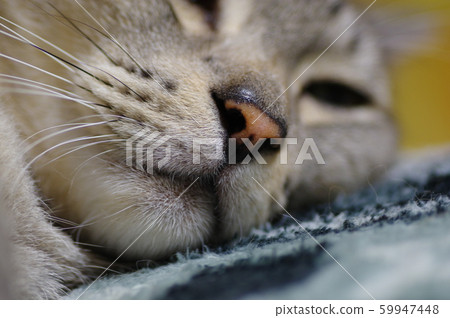 sleeping face 59947448