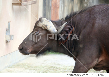 African buffalo African buffalo 59947820