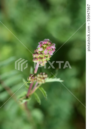 Salad burnet 59947967