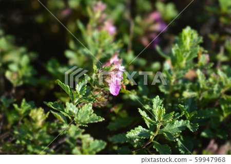 Common germander Common germander 59947968