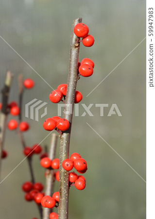 Common winterberry Common winterberry 59947983