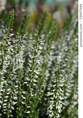 Common heather 59947984