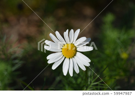 Wild chamomile Wild chamomile 59947987