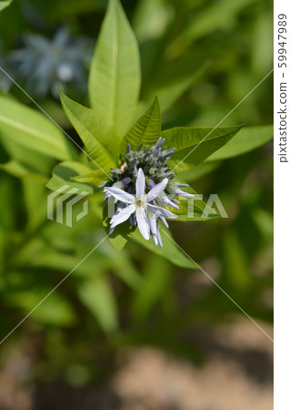 Blue dogbane Blue dogbane 59947989