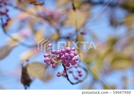 Purple Beautyberry 59947998