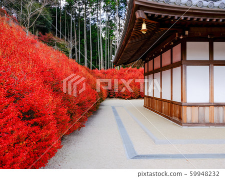 Kageyama Kannon Autumn leaves Kageyama Kannon Autumn leaves 59948232