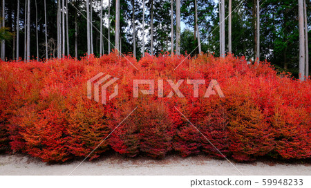 Kageyama Kannon Autumn leaves Kageyama Kannon Autumn leaves 59948233