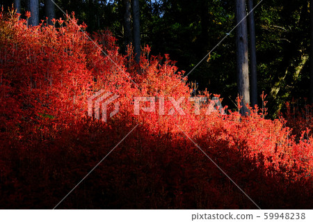 Kageyama Kannon Autumn leaves 59948238