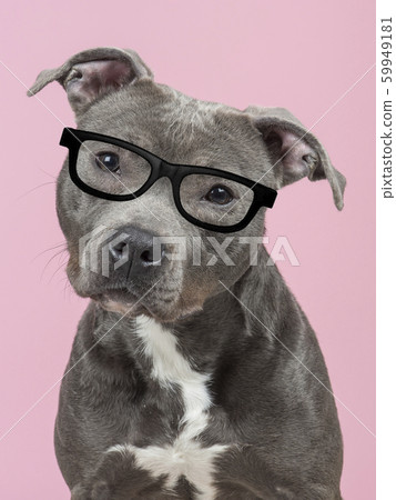 Pit-bull terrier dog with glasses Pit-bull terrier dog with glasses 59949181