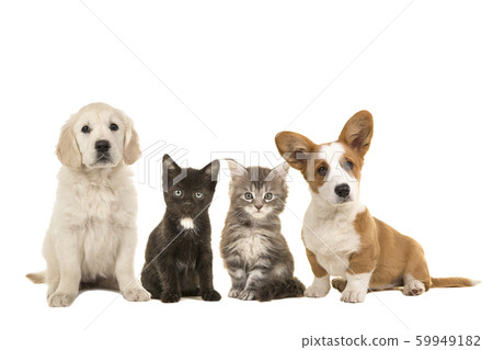 Two puppies and two kittens 59949182