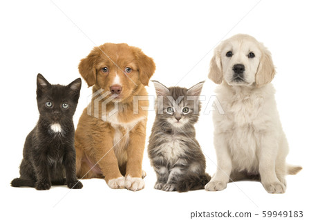 Group of young pets two puppies and two cats Group of young pets two puppies and two cats 59949183