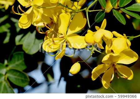 Yellow Kobano Senna (cassia) flowers in Mitaka Nakahara Yellow Kobano Senna (cassia) flowers in Mitaka Nakahara 59949366