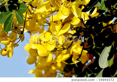 Yellow Kobano Senna (cassia) flowers in Mitaka Nakahara 59949372
