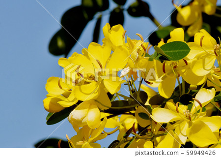 Yellow Kobano Senna (cassia) flowers in Mitaka Nakahara Yellow Kobano Senna (cassia) flowers in Mitaka Nakahara 59949426