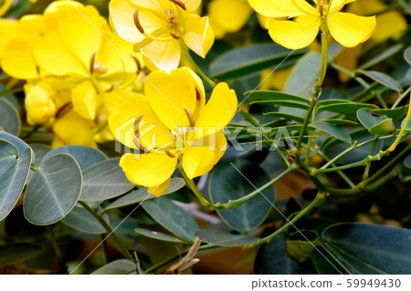Yellow Kobano Senna (cassia) flowers in Mitaka Nakahara Yellow Kobano Senna (cassia) flowers in Mitaka Nakahara 59949430