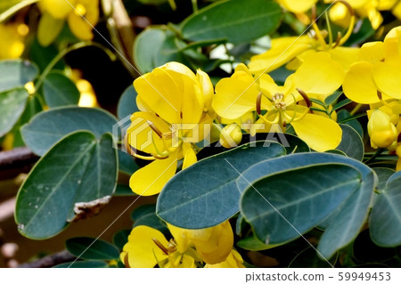 Yellow Kobano Senna (cassia) flowers in Mitaka Nakahara Yellow Kobano Senna (cassia) flowers in Mitaka Nakahara 59949453