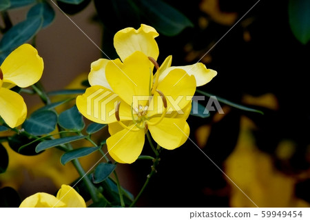Yellow Kobano Senna (cassia) flowers in Mitaka Nakahara Yellow Kobano Senna (cassia) flowers in Mitaka Nakahara 59949454