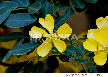 Yellow Kobano Senna (cassia) flowers in Mitaka Nakahara Yellow Kobano Senna (cassia) flowers in Mitaka Nakahara 59949455