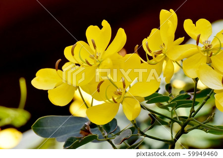 Yellow Kobano Senna (cassia) flowers in Mitaka Nakahara Yellow Kobano Senna (cassia) flowers in Mitaka Nakahara 59949460
