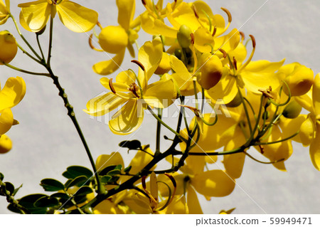 Yellow Kobano Senna (cassia) flowers in Mitaka Nakahara Yellow Kobano Senna (cassia) flowers in Mitaka Nakahara 59949471