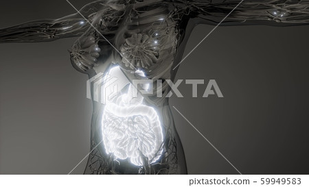 human digestive system parts and functions human digestive system parts and functions 59949583