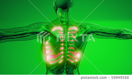 Human Lungs Radiology Exam 59949588