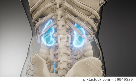 medically accurate illustration of the kidneys 59949589